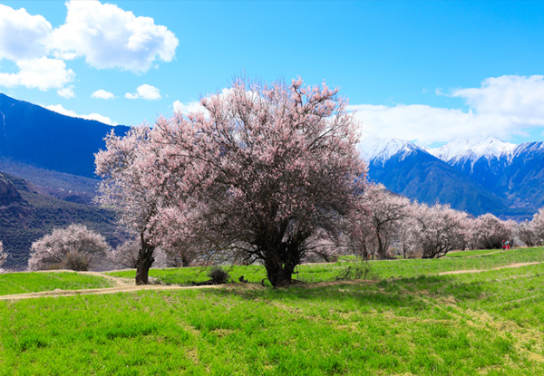 【西藏旅游尊贵环飞八天】林芝+桃花沟+大峡谷+苯日神山+巴松措+布达拉宫+大昭寺